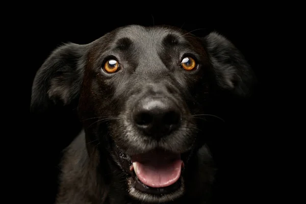 Retrato Perro Raza Mixta Adorable Tiro Estudio Aislado Negro — Foto de Stock
