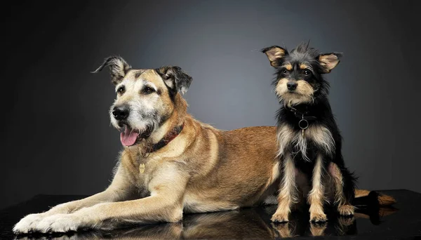 Δύο Μικτή Φυλή Ενσύρματο Μαλλιά Σκύλοι Διασκεδάζουν Στο Studio — Φωτογραφία Αρχείου