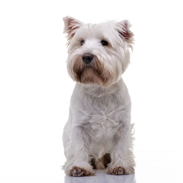Studio Shot Adorable West Highland White Terrier Standing White Background — Stock Photo, Image