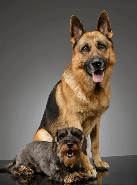 Studio Πυροβόλησε Ένα Αξιολάτρευτο Σύρμα Μαλλιά Είδος Γερμανικού Κυνηγετικού Σκύλου — Φωτογραφία Αρχείου