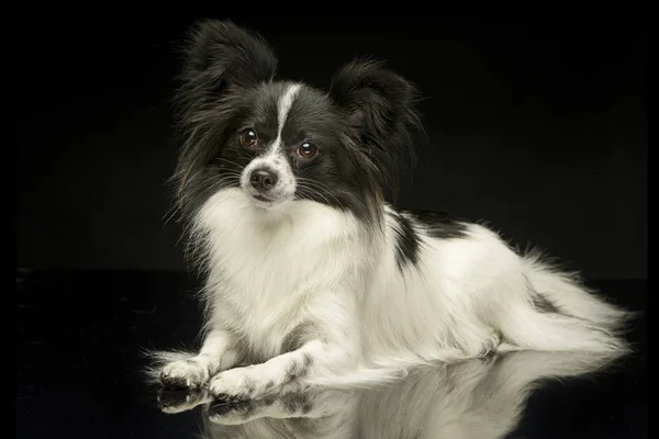 Papillon Tle Czarny Photo Studio — Zdjęcie stockowe