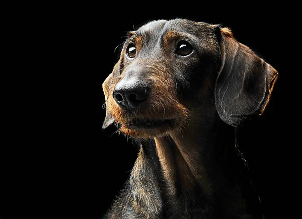 Χαριτωμένο Μαλλιά Ενσύρματο Είδος Γερμανικού Κυνηγετικού Σκύλου Πορτρέτο Ένα Μαύρο — Φωτογραφία Αρχείου
