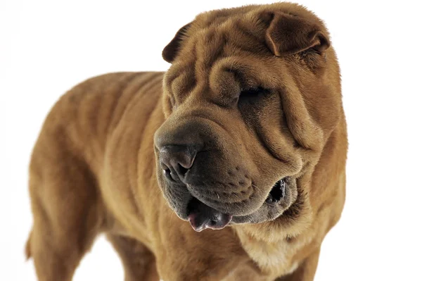 Zoek Naar Links Witte Studio Shar Pei — Stockfoto