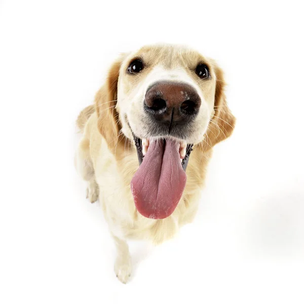 Studioaufnahme Eines Entzückenden Golden Retriever Welpen Auf Weißem Hintergrund — Stockfoto