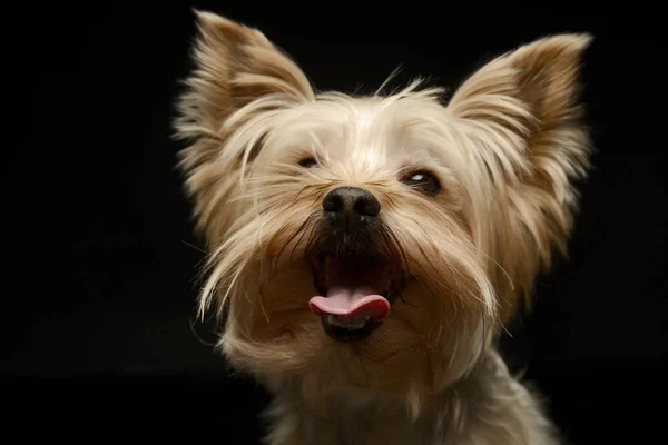 Lustiges Porträt Eines Yorkshire Terriers Dunklen Studio — Stockfoto