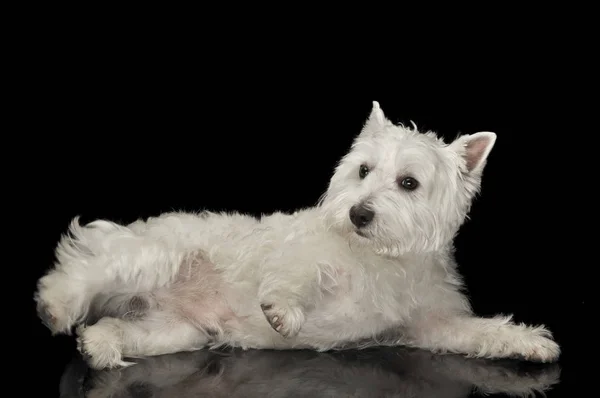 West Highland White Terrier Leżącego Podłodze Czarny Błyszczący Studio — Zdjęcie stockowe