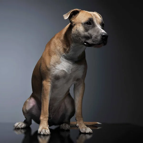 Staffordshire Terrier Estudio Oscuro —  Fotos de Stock