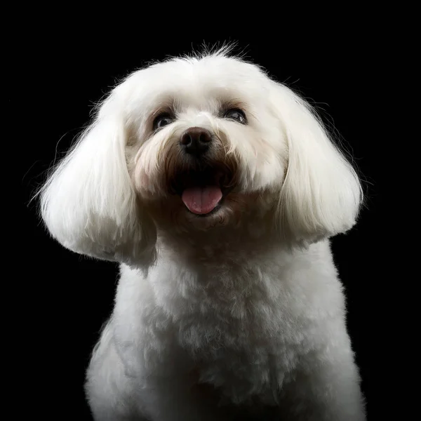 Портрет Милий Болонський Собаки Студійний Знімок Ізольований Чорному — стокове фото