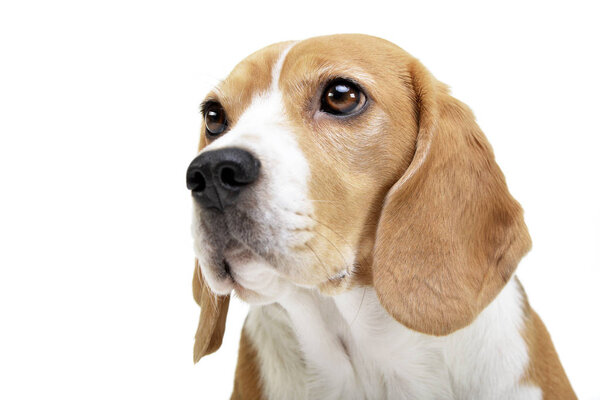 Портрет очаровательного Бигла - студийный снимок, изолированный по белому
.