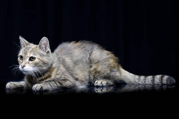 Студийный Снимок Очаровательной Тэбби Кошки Лежащей Черном Фоне — стоковое фото