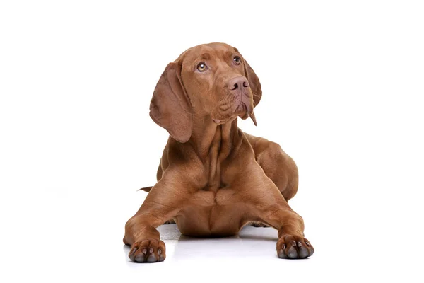 Studio Shot Adorable Hungarian Vizsla Magyar Vizsla Lying White Background — Stock Photo, Image