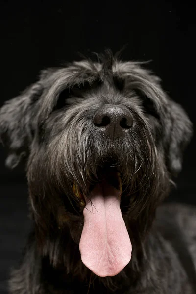 Ritratto Adorabile Black Russian Terrier Ripresa Studio Isolato Nero — Foto Stock