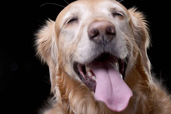Bir sevimli Golden Retriever - siyah arka plan üzerine izole portresi.