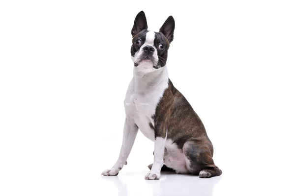 Studio Skott Bedårande Boston Terrier Som Sitter Vit Bakgrund — Stockfoto