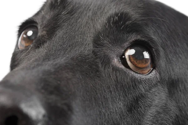 Porträtt Bedårande Labrador Retriever Studio Skott Isolerad Vit — Stockfoto