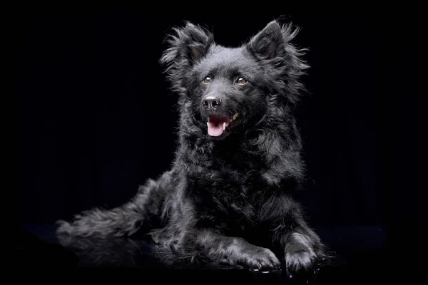 Siyah arka plan üzerine yalan çok güzel bir Mudi köpek stüdyo çekim.
