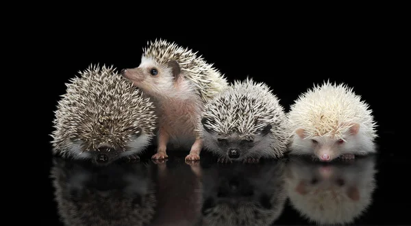 Quatro Hedgehogs Africanos Estão Estúdio Escuro Olhando Para Cima — Fotografia de Stock