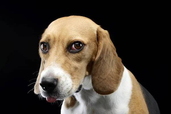 Portrait Adorable Beagle Studio Shot Isolated Black — Stock Photo, Image