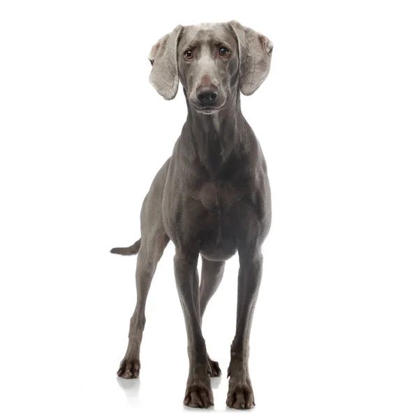 Weimaraner Staying White Photo Background Royalty Free Stock Photos