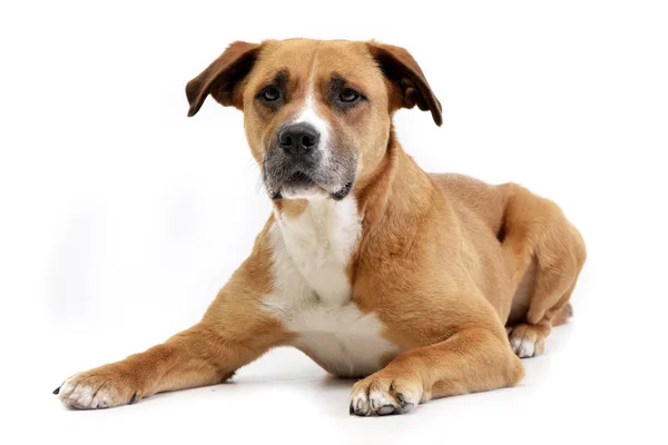 Studio Shot Adorable Staffordshire Terrier Lying White Background Stock Image