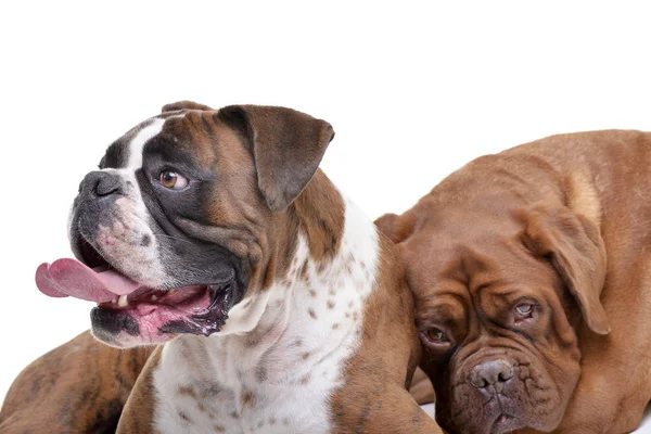 Studio Shot Adorable Boxer Dogue Bordeaux Isolated White Background Royalty Free Stock Photos