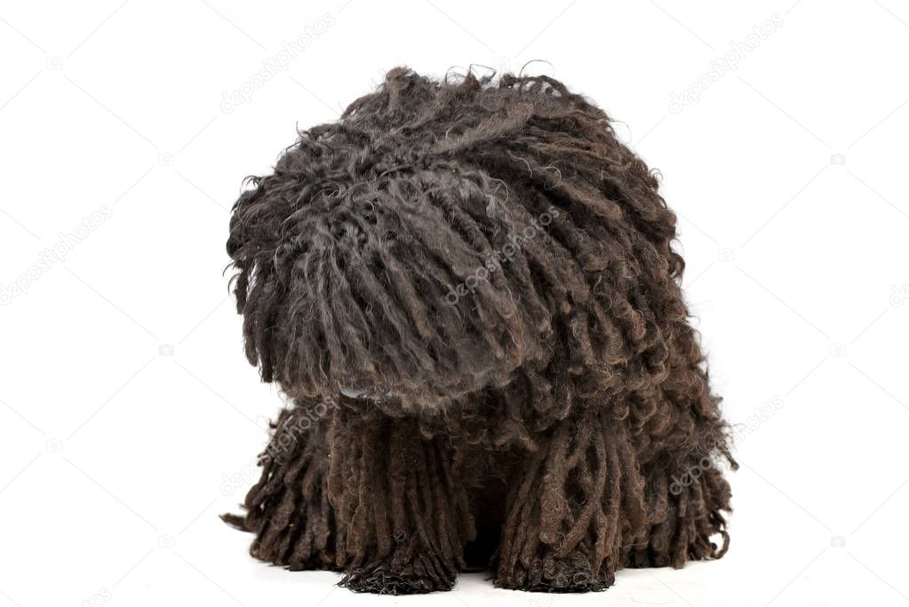 Studio shot of an adorable Puli sitting on white background.