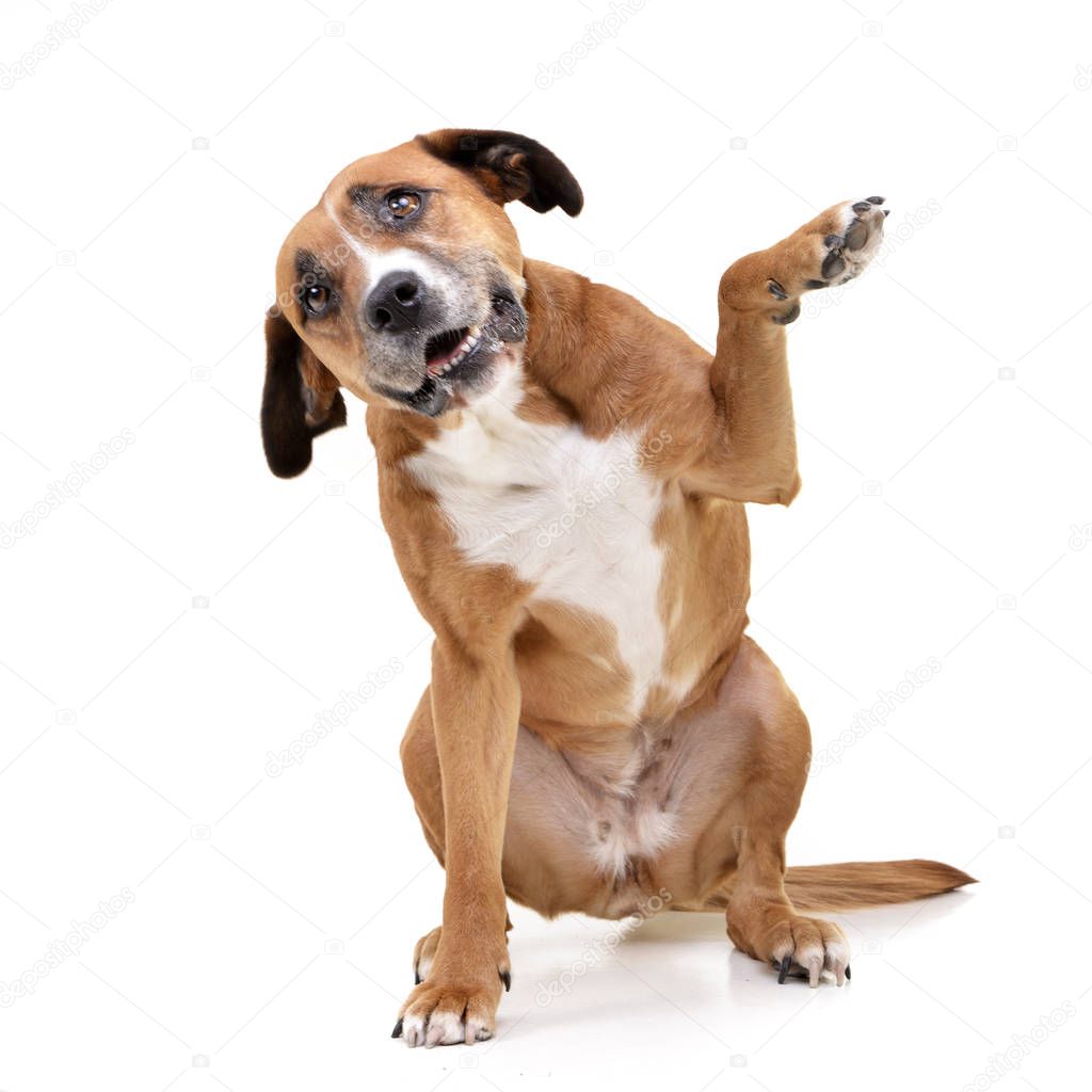 An adorable Staffordshire Terrier lifting her front leg - studio shot, isolated on white.