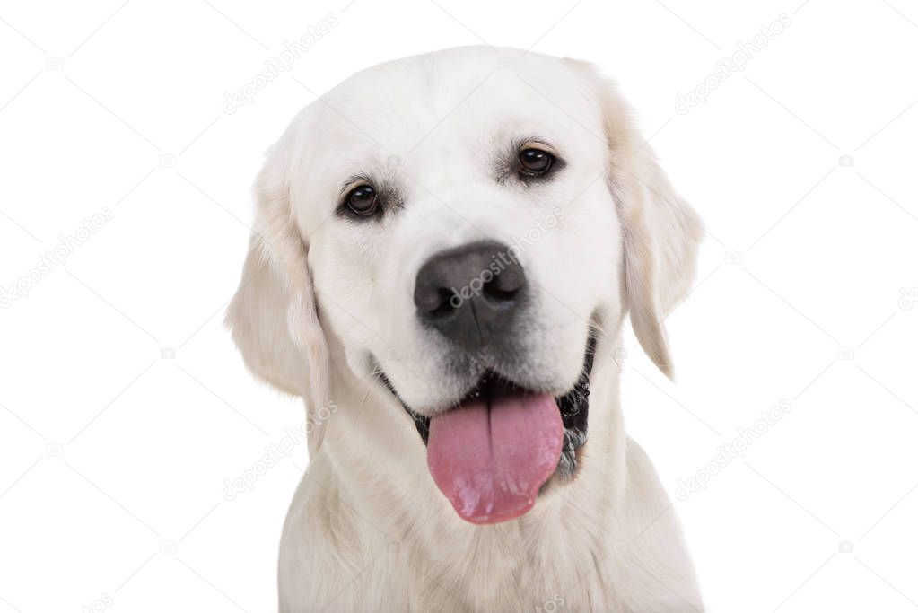 Portrait of an adorable Golden retriever - isolated on white background.