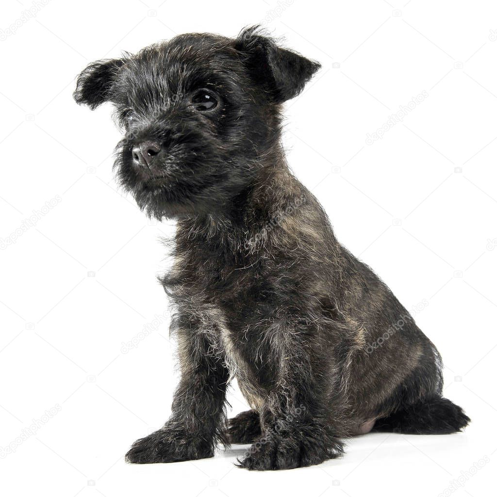 Puppy  cairn terrier sitting on the floor