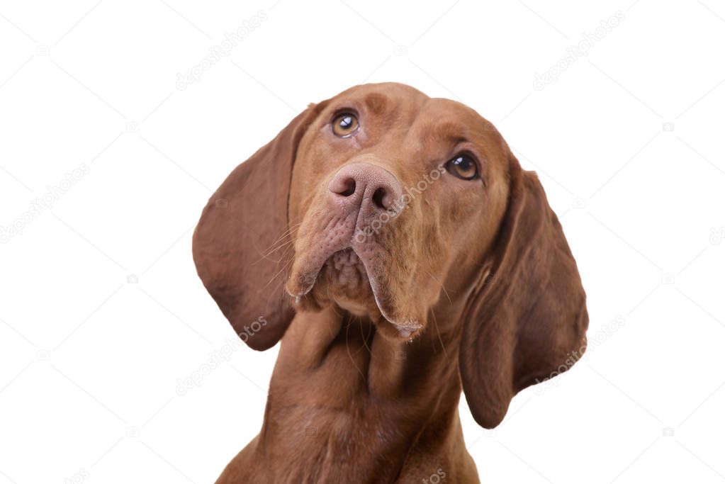 Portrait of an adorable hungarian vizsla (magyar vizsla) - isolated on white background.