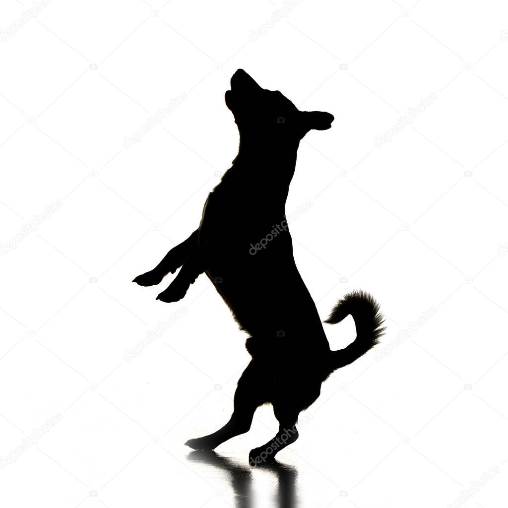 Silhouette of an adorable Jack Russell Terrier - isolated on white background.