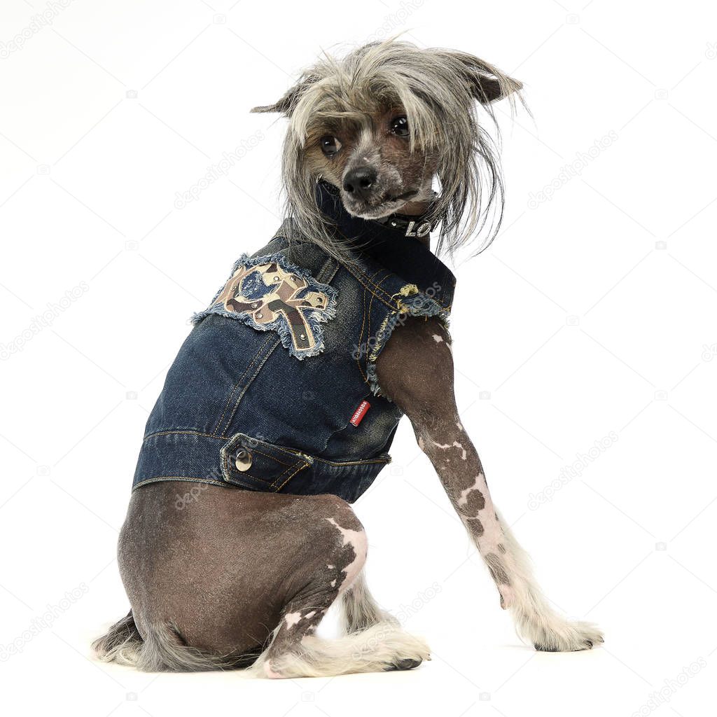 Chinese crested dog in a white background photo studio