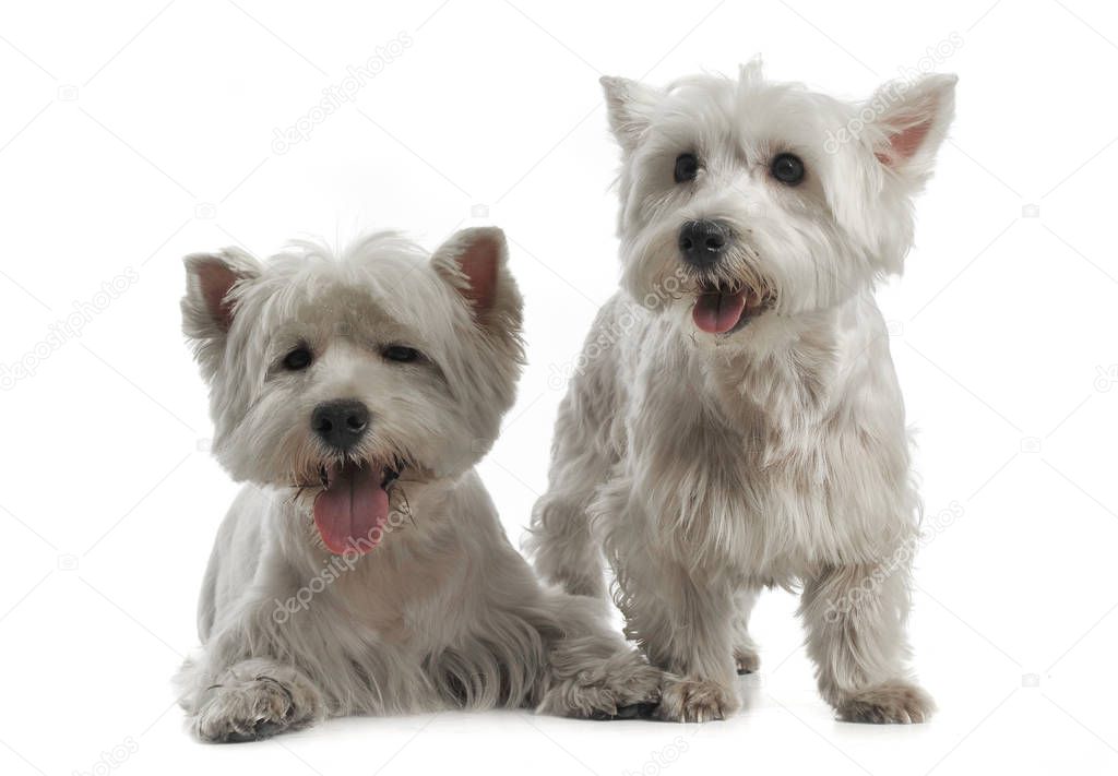 Two West Highland White Terrier are on the white studio floor