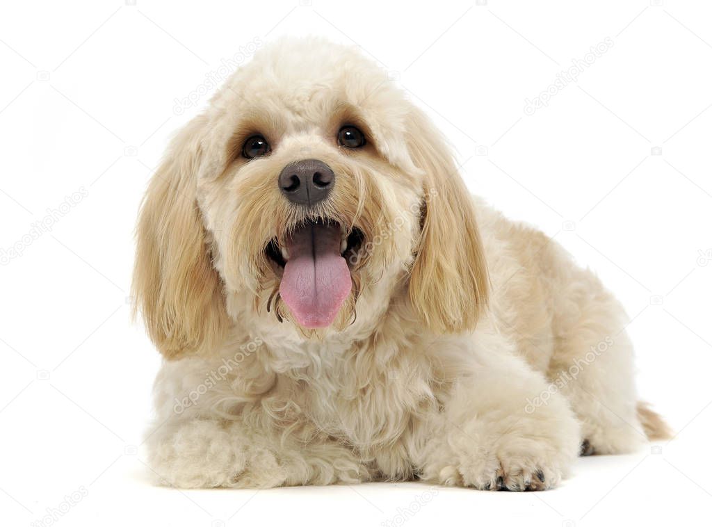 havanese relaxing in a white photo studio