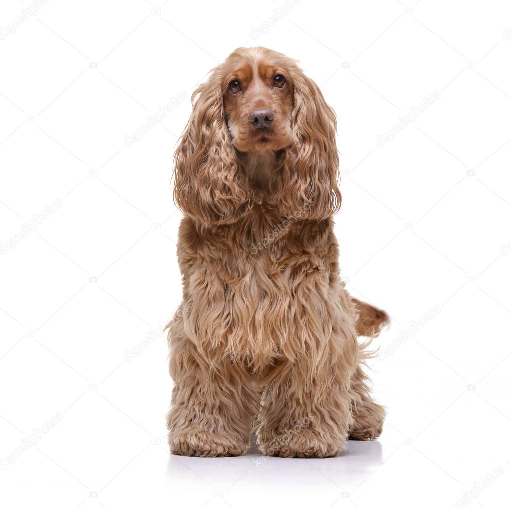 Studio shot of an adorable English Cocker Spaniel sitting on white background.