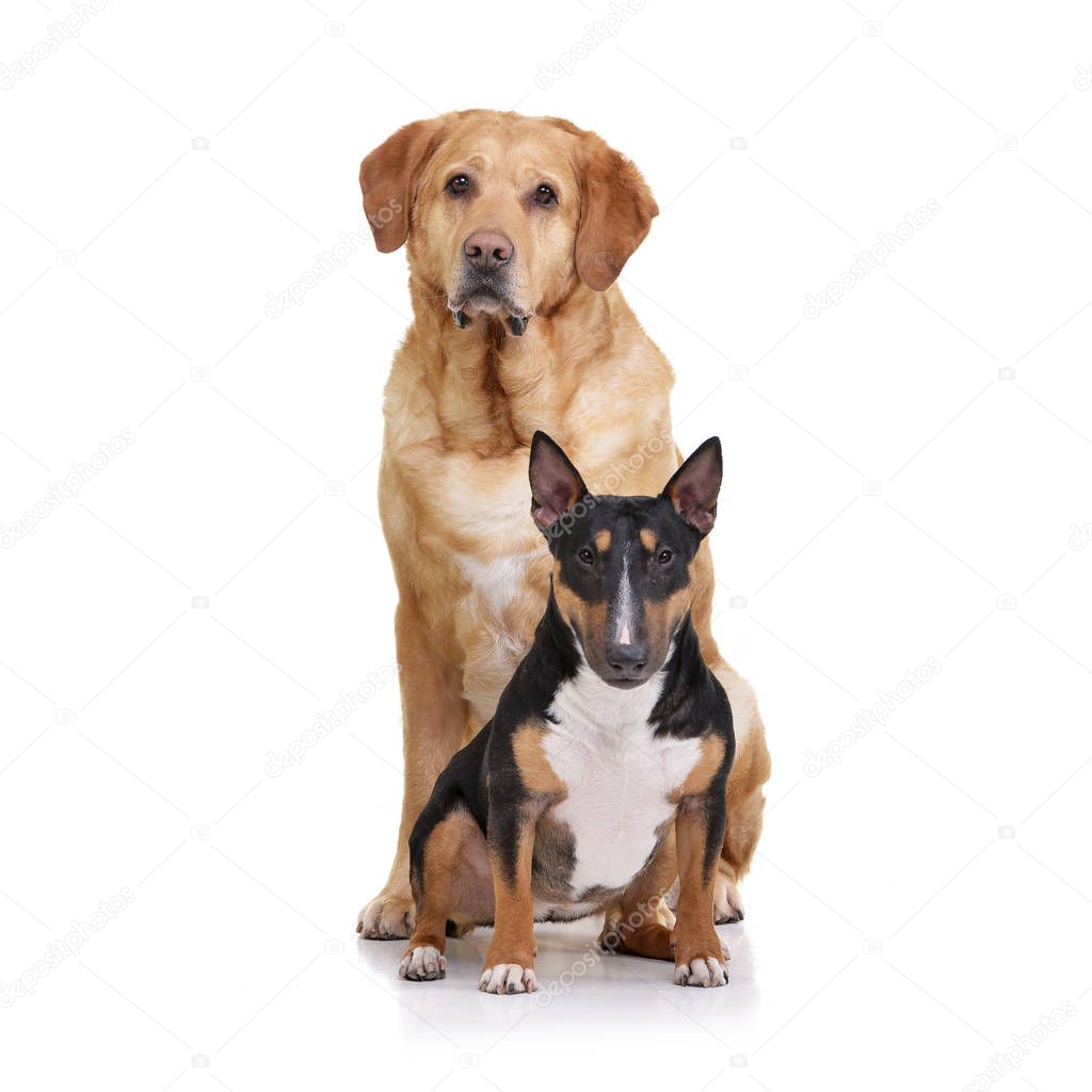 Studio shot of an adorable Bull terrier and a  labrador retriever sitting on white background.