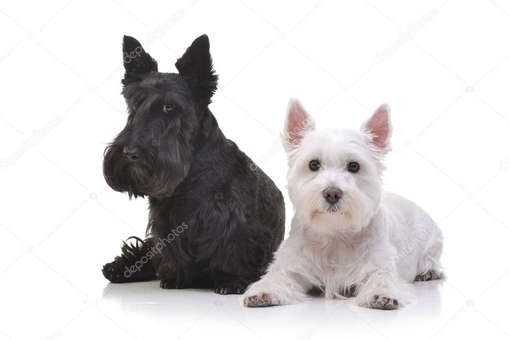 Studio shot of an adorable West Highland White Terrier and a Scottish terrier lying on white background.