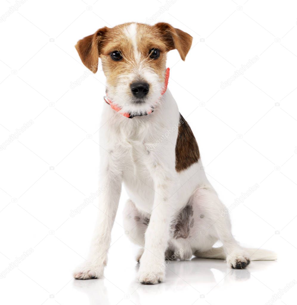 Studio shot of an adorable Jack Russell Terrier sitting on white background.