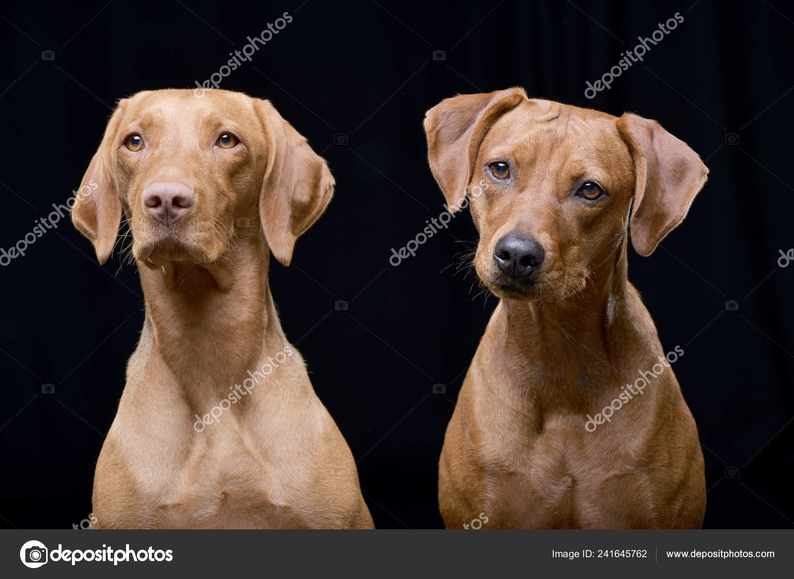 Vizsla hotsell mix breeds