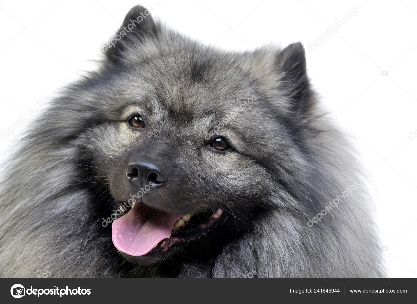 Portrait Adorable Wolf Spitz Isolated White Background Stock Photo By C Kisscsanad