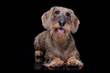 Bir çok güzel tel saçlı Dachshund siyah arka plan üzerine yalan stüdyo çekim.