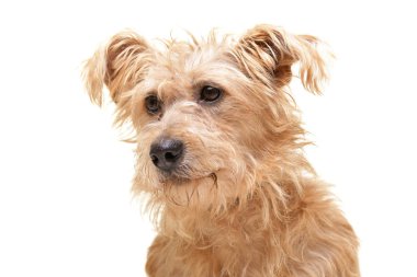 Beyaz arka plan üzerinde izole bir çok güzel karışık doğurmak köpek - portresi.