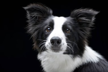 Çok güzel bir Border Collie - siyah arka plan üzerine izole portresi.