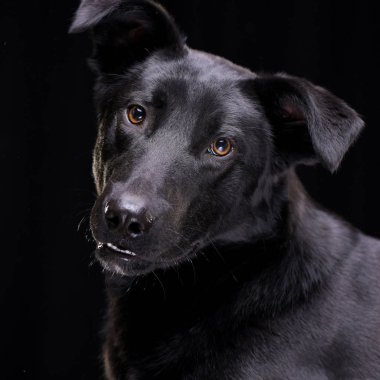 Siyah arka plan üzerine izole bir çok güzel karışık doğurmak köpek - portresi.