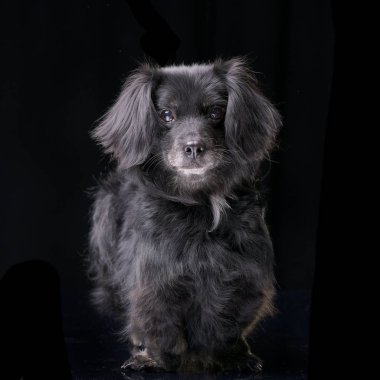 Siyah arka plan üzerinde bir çok güzel karışık doğurmak köpek duran stüdyo çekim.