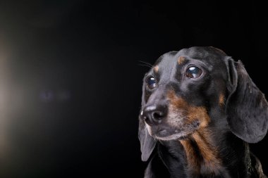 Bir çok güzel kısa saç siyah ve tabaklamak dachshund - siyah arka plan üzerine izole portresi.