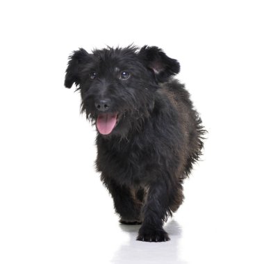 Beyaz arka plan üzerinde bir çok güzel karışık doğurmak köpek duran stüdyo çekim.