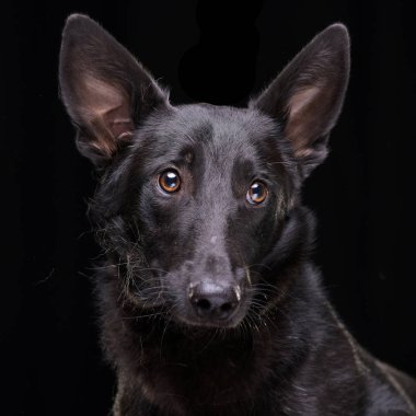 Siyah arka plan üzerine izole bir çok güzel karışık doğurmak köpek - portresi.