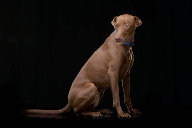 Siyah arka plan üzerine oturan bir çok güzel karışık doğurmak köpek stüdyo çekim.