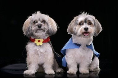 İki sevimli Havanese köpek komik kat - siyah arka plan üzerine izole giyen stüdyo çekim.